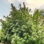 Cannabis seeds Frisian Dew® from Dutch Passion